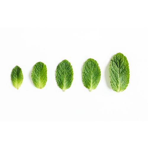 BIO-Zahnpasta mit Pfefferminzpaste