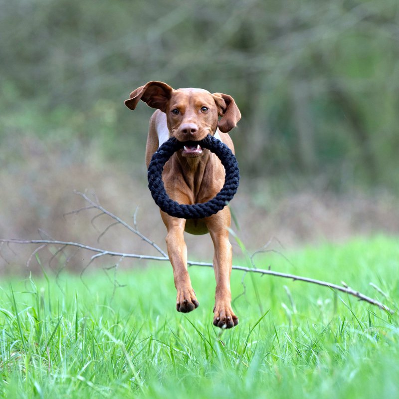 Ringo Ring - juguete de culto para perros