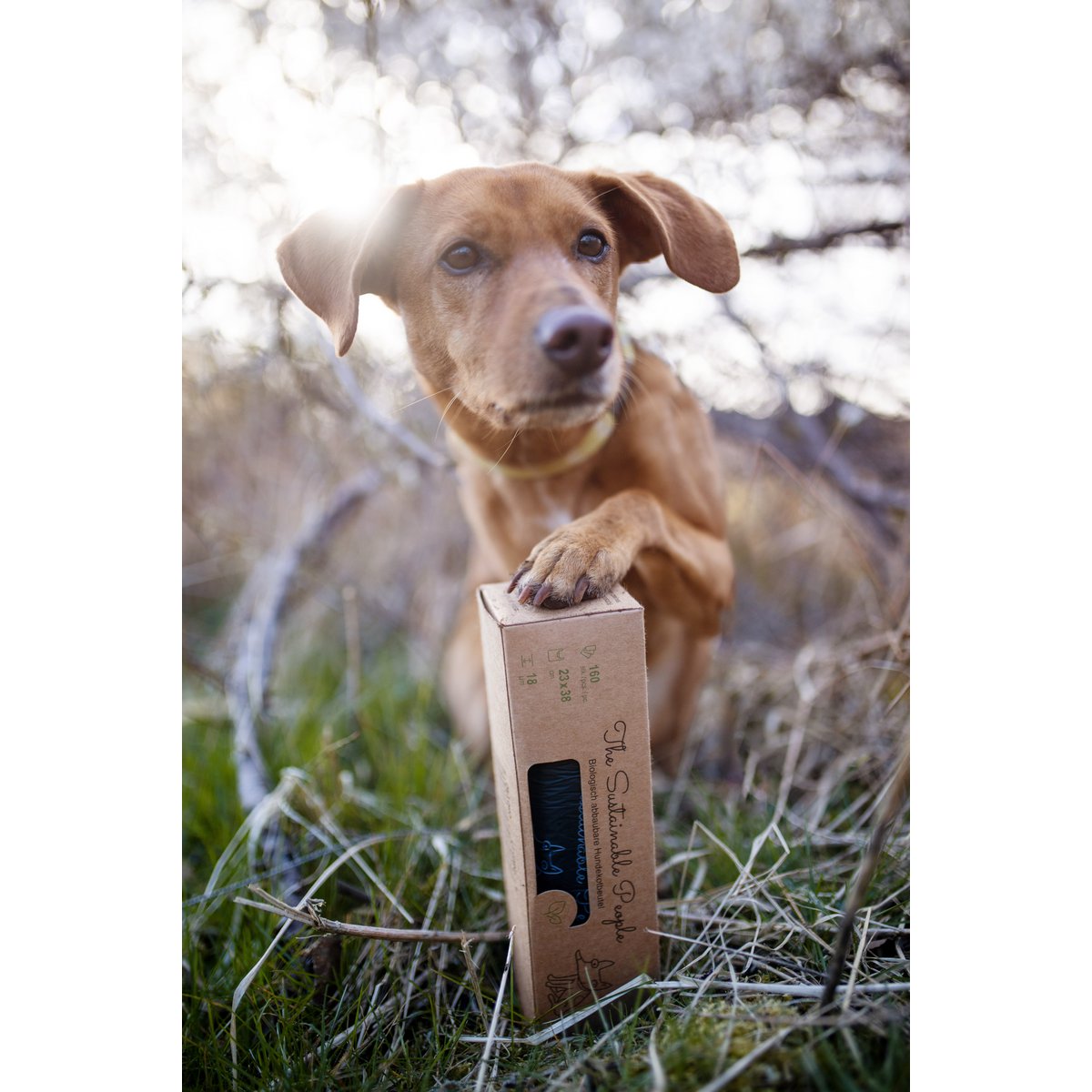 Biodegradable Dog Waste Bags in Dispenser Box (160 bags/box)