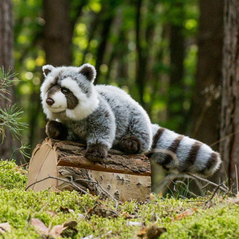 Raccoon 29 cm - plush toy - soft toy