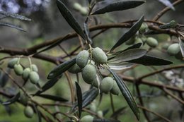 EFKRATO - Bekroonde biologische extra vierge olijfolie uit de vroege oogst met de gezondheidsclaim