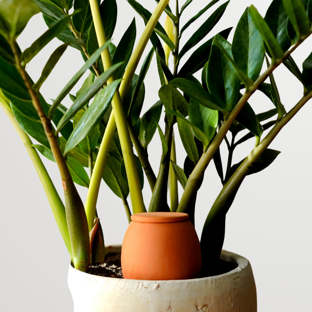 Olla self watering pot - Lutoya Small Original - 20 cl
