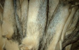 Mink skins Black-Cross, fantastically elegant V-Maels (female) Copy