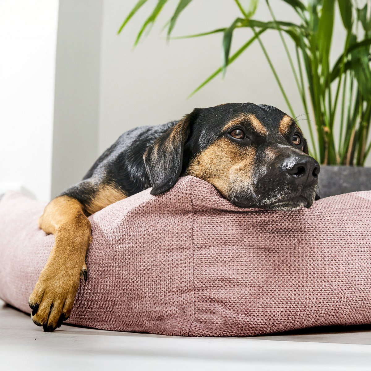 TUDOR ORTHO | Premium Orthopedic Dog Bed