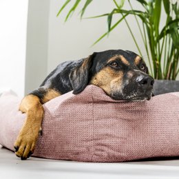 TUDOR ORTHO | Premium Orthopedic Dog Bed