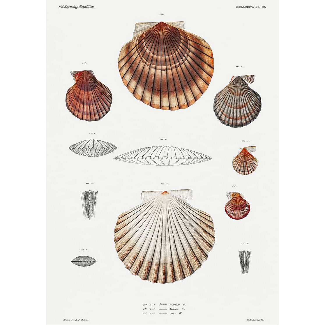 Poster Conchiglie d'epoca
