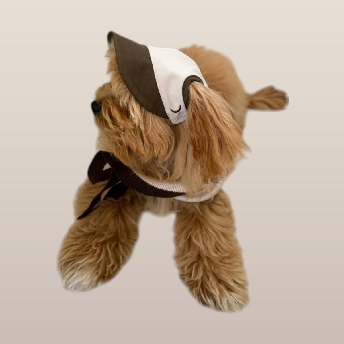 Chalky Hat – Protection UV et pluie pour animaux de compagnie – Taupe français