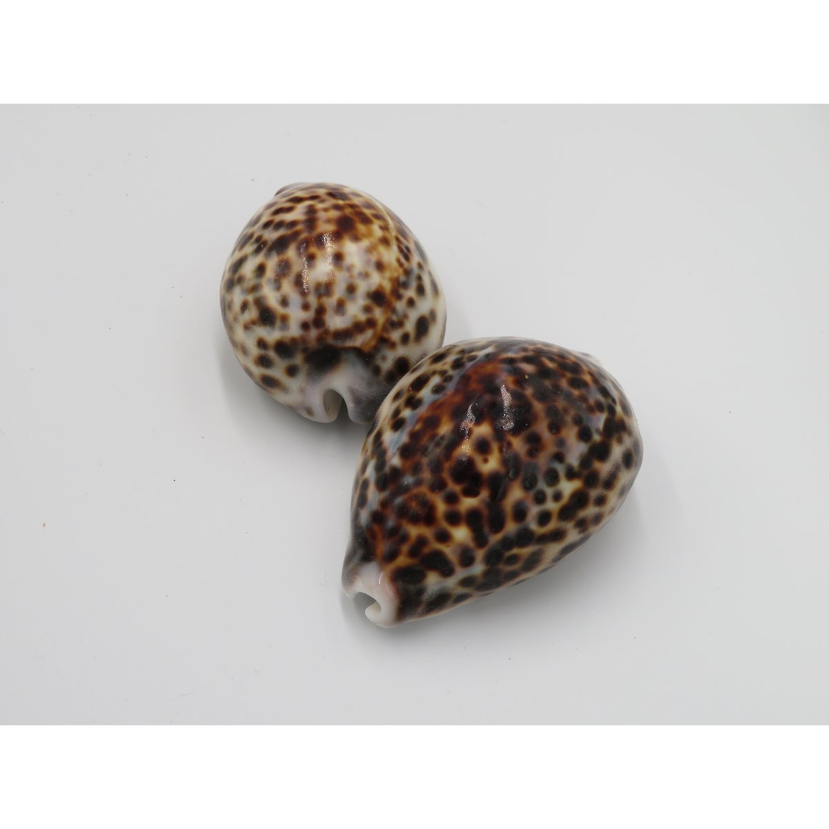 1KG Skorupa Tygrysa Kowok "Cypraea tigris"