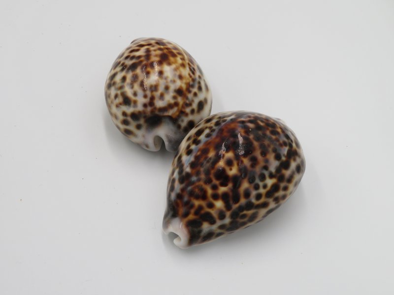 1KG Skorupa Tygrysa Kowok "Cypraea tigris"