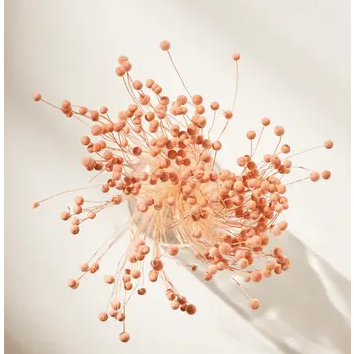 Gedroogde Pinky-knop