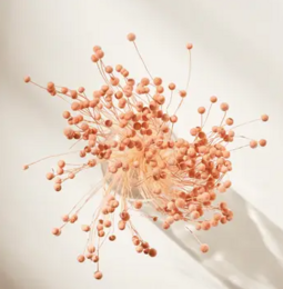 Suszony guzik Pinky
