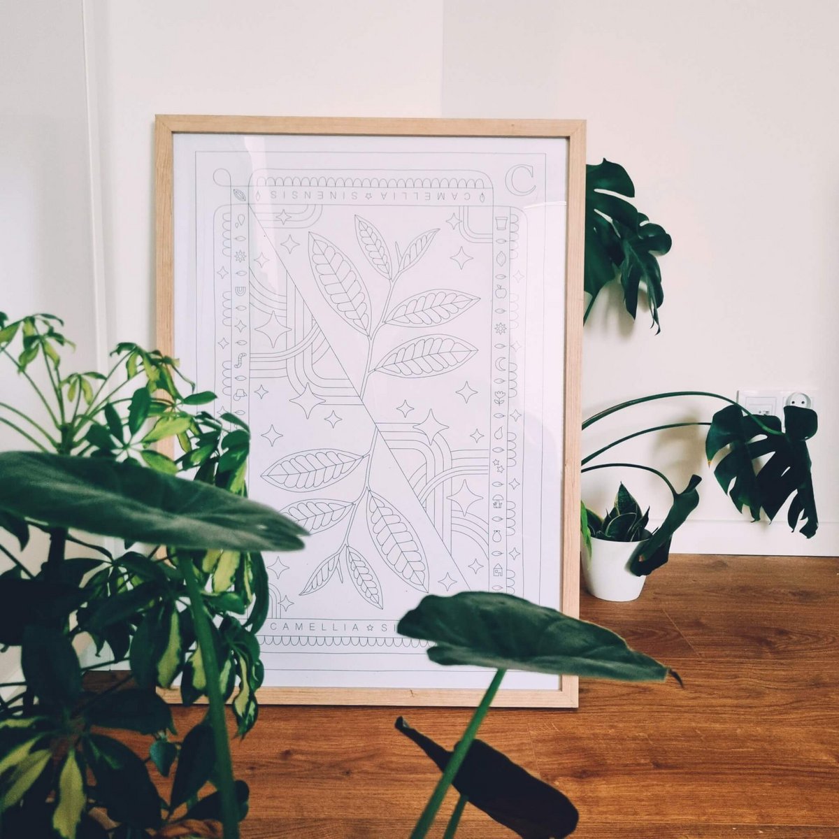 Camellia sinensis Farbplakat 50x70 cm