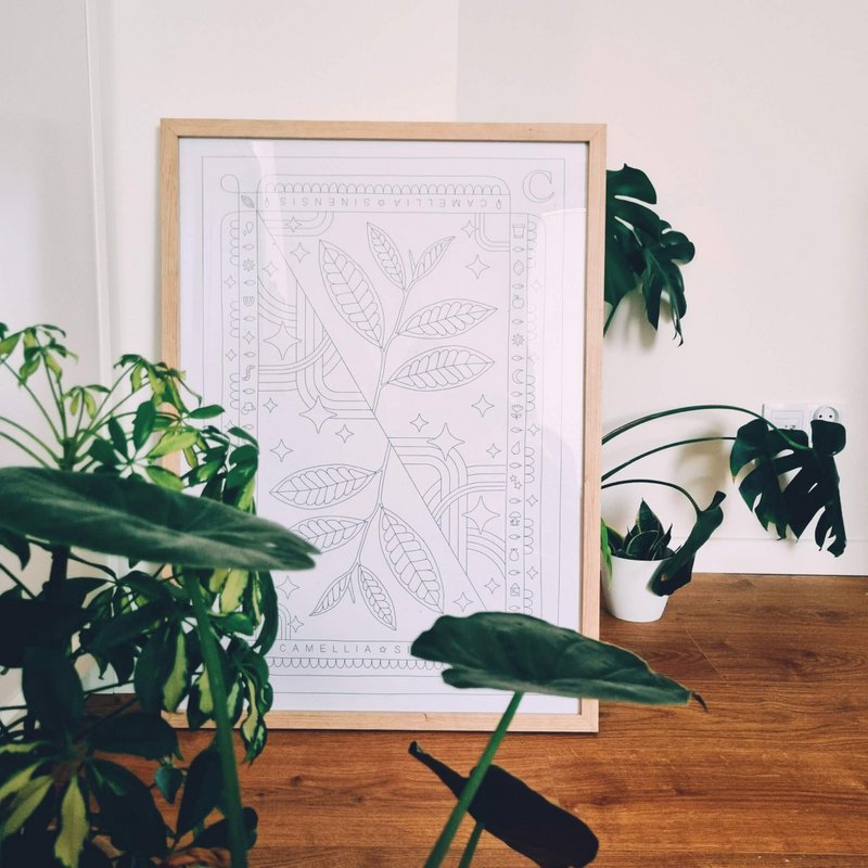 Kolorowanki Camellia sinensis 50 x 70 cm