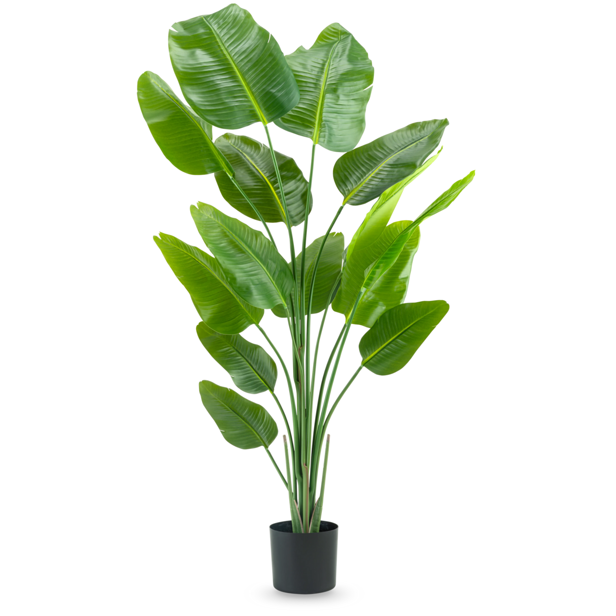 Pianta artificiale Strelitzia 180 cm vero tocco