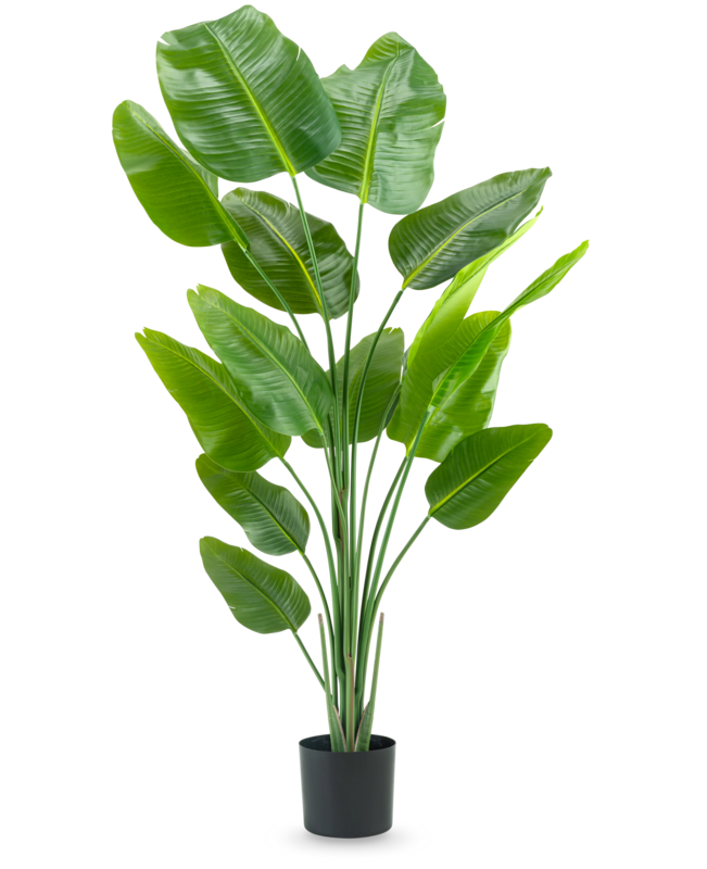Kunstig plante Strelitzia 180 cm ægte touch