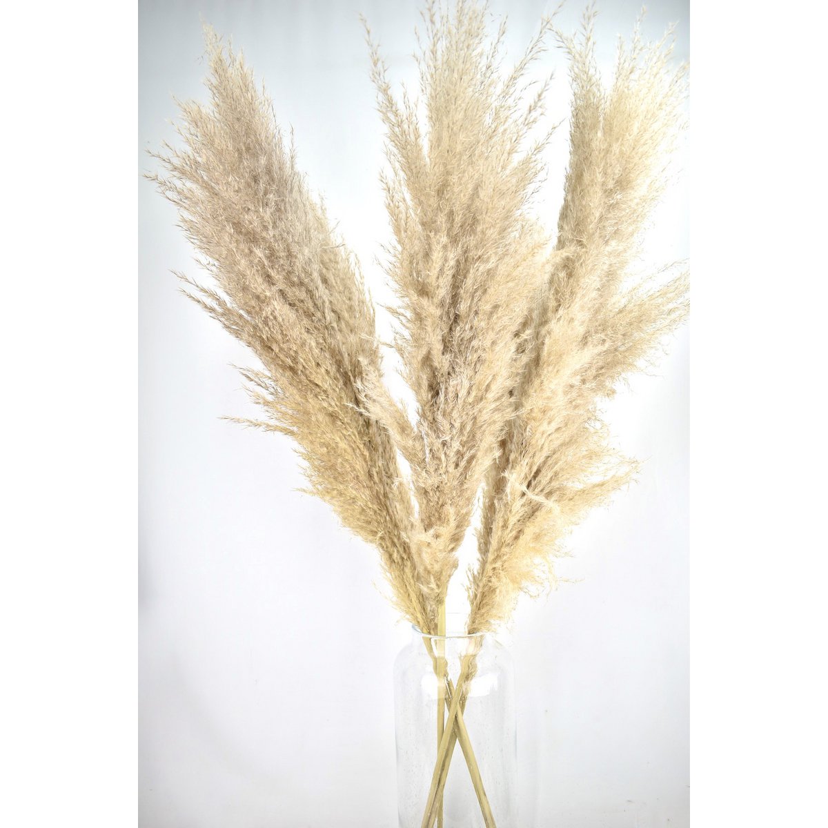Pampas plumes - Cortaderia - natural - 100cm