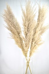 Pióropusze Pampasowe - Cortaderia - Naturalne - 100cm
