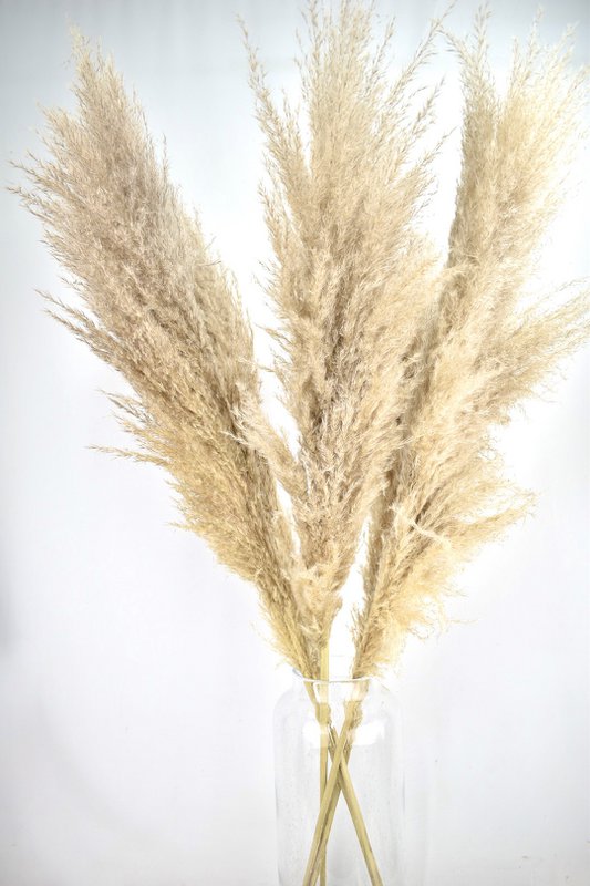 Pióropusze Pampasowe - Cortaderia - Naturalne - 100cm