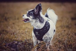 2-in-1 dog harness FK