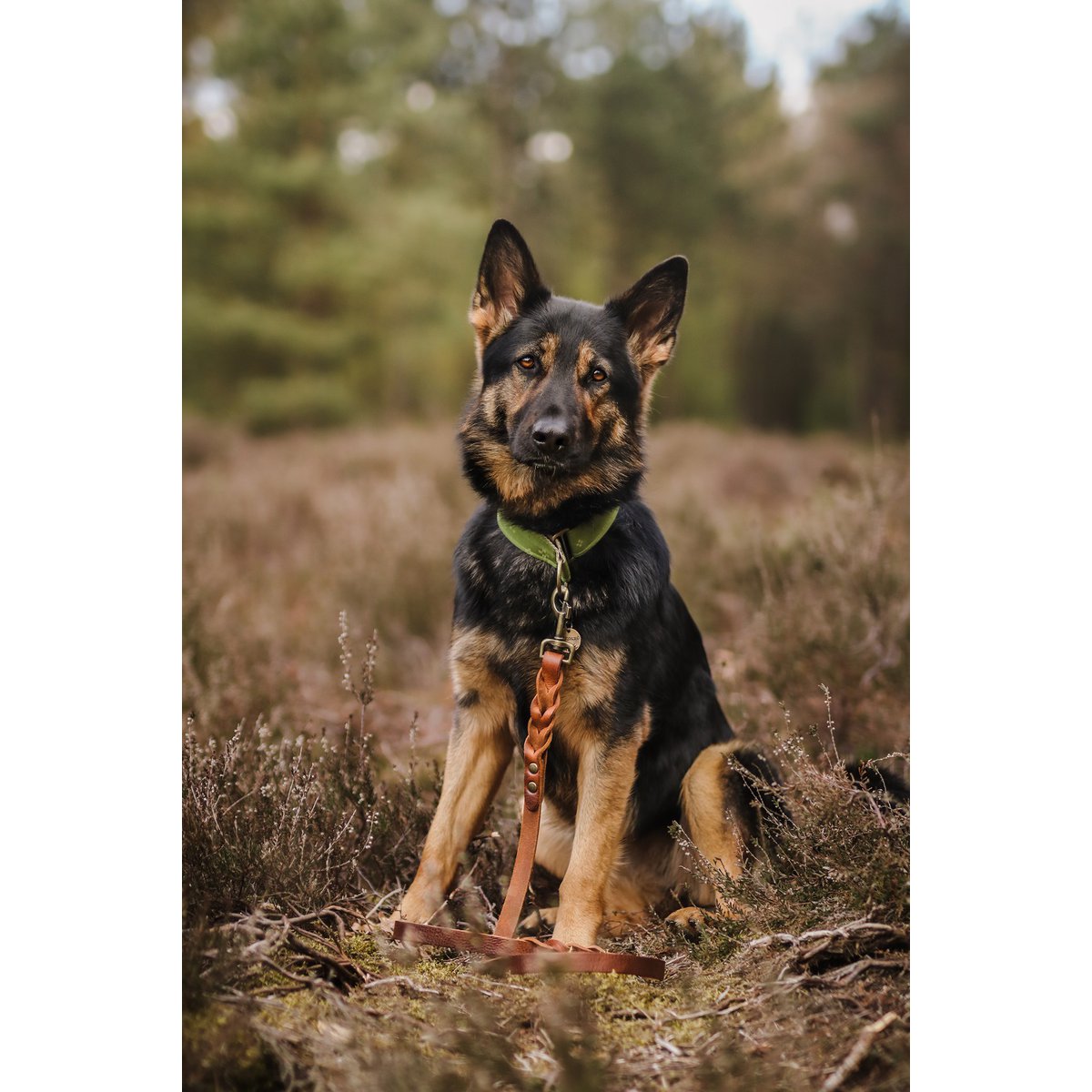 Snoet hundesnor | Brun