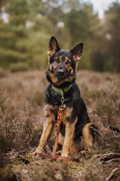 Snoet hundesnor | Brun