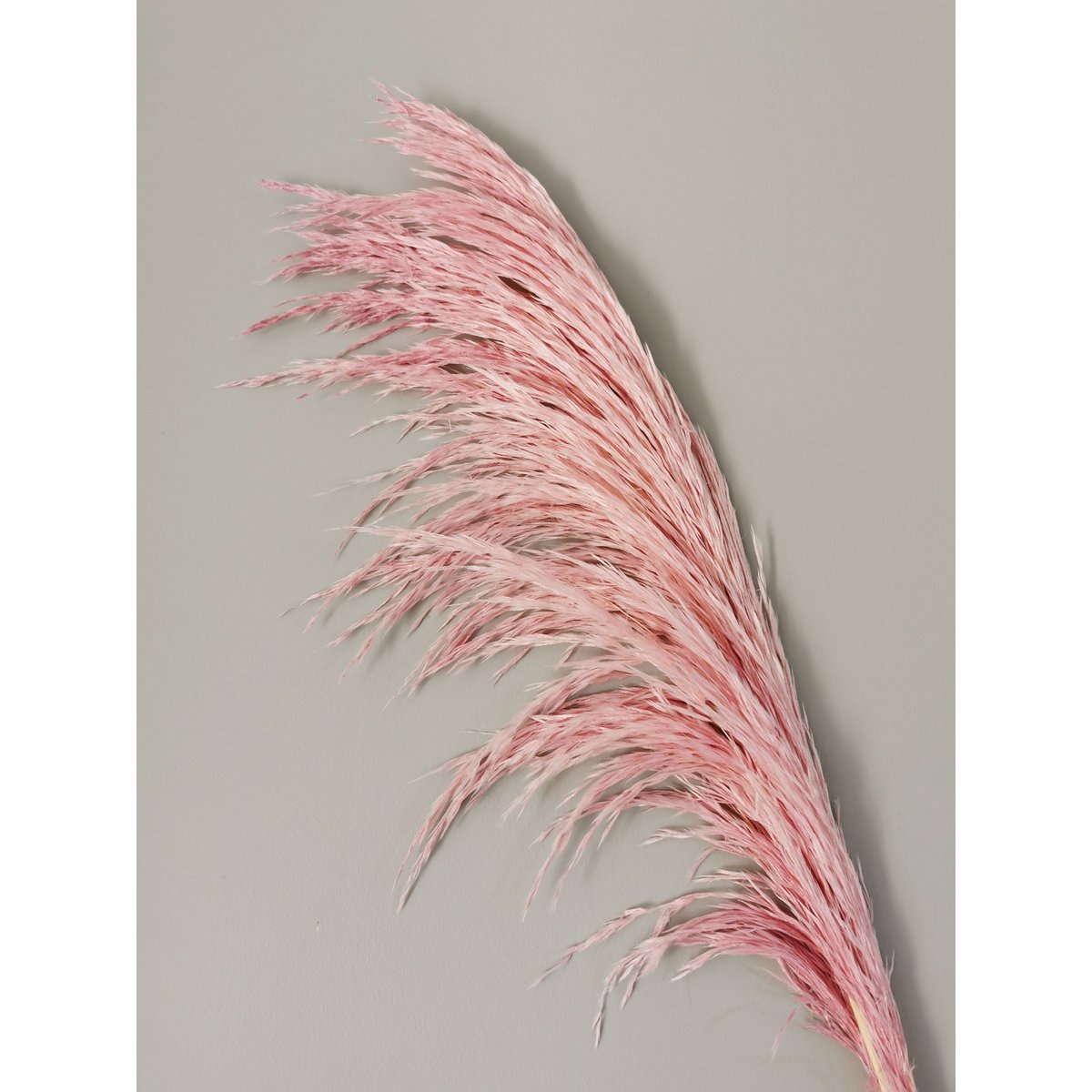 Pampas Magenta, stabilizowany, +/- 80cm, 1 łodyga