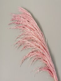 Tall, stabilized pampas grass stem in a vibrant magenta color, approximately 80cm in length.