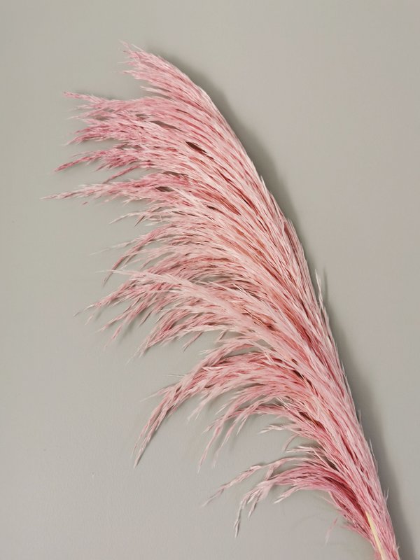 Pampas Magenta, stabiliseret, +/- 80cm, 1 stilk