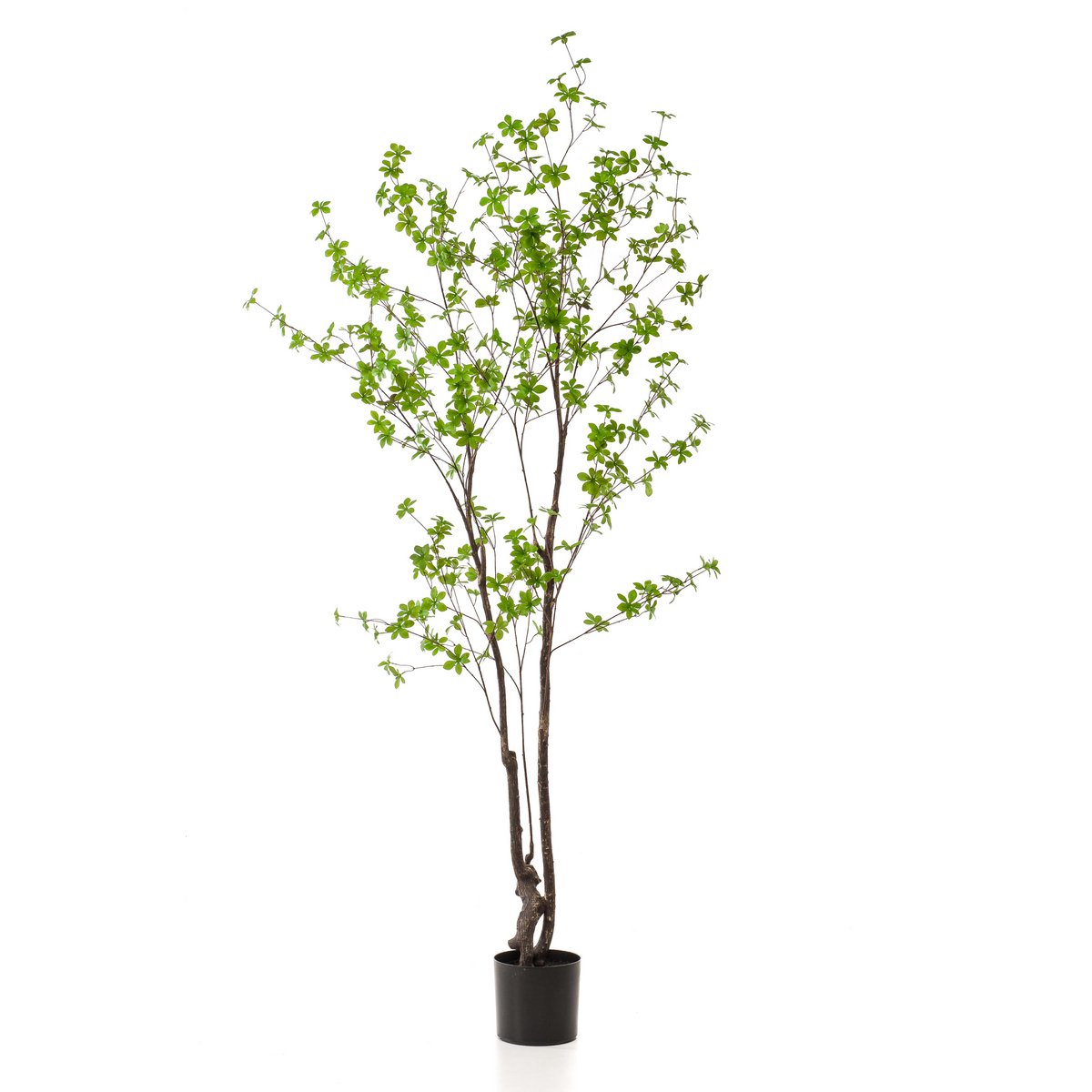 Kunstlant - Tropseolum - oost indiste - 210 cm