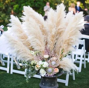 Pampas fluffy creme