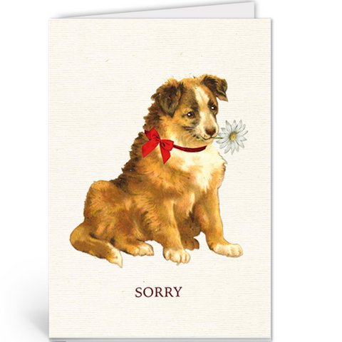 NBA081 - Sorry