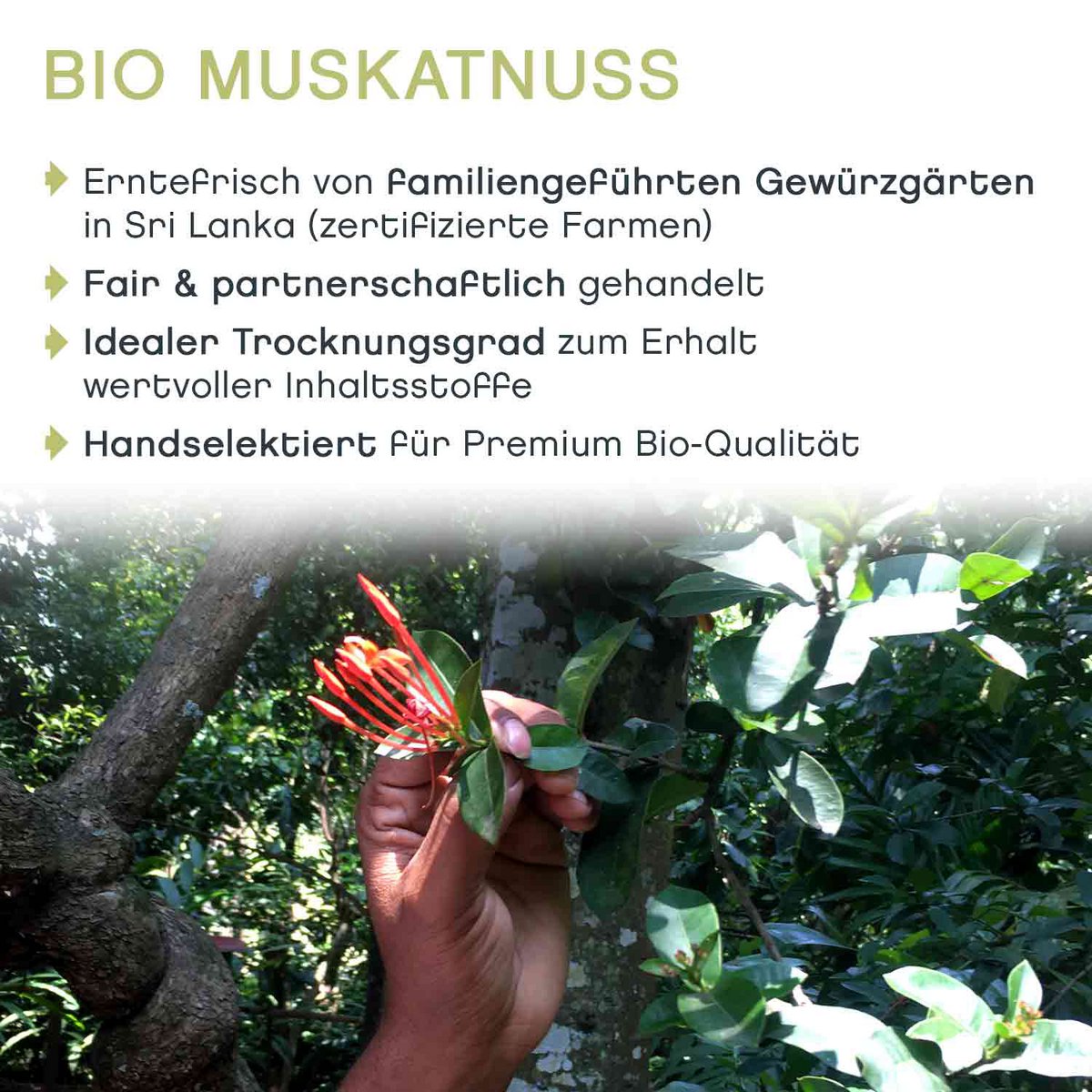 Hele nootmuskaat, BIO, 10 stuks