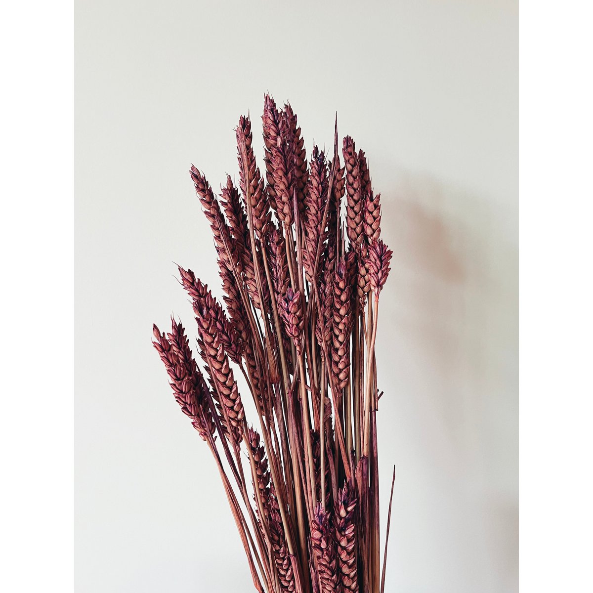 Weizenlila Trockenblumen