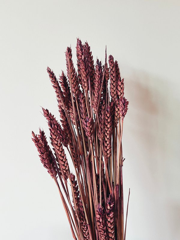 Weizenlila Trockenblumen