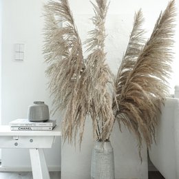 beige 115 cm 1 Bund