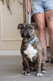 Collare per cani in pelle di lusso con targhetta per il nome - Classico - Azzurro
