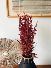 Fiori secchi rossi di Avena