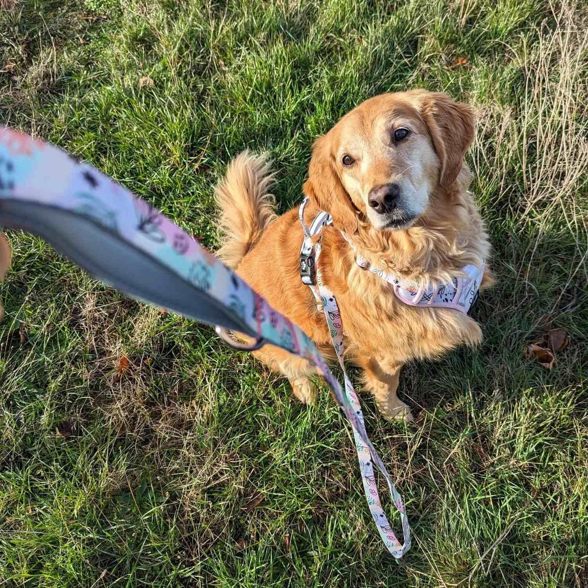 Pastel dog leash