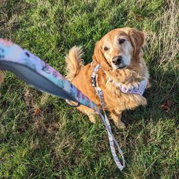 Pastel dog leash