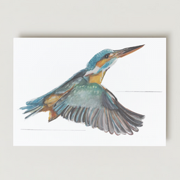 Colorful greeting card featuring a detailed illustration of a kingfisher bird in flight, with vibrant blue, orange, and green plumage. Suitable for nature and wildlife enthusiasts.