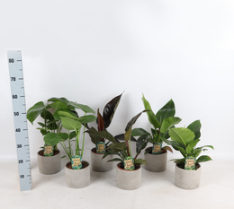 Tropical Mix i Industrial Jolijn keramisk gryde p14