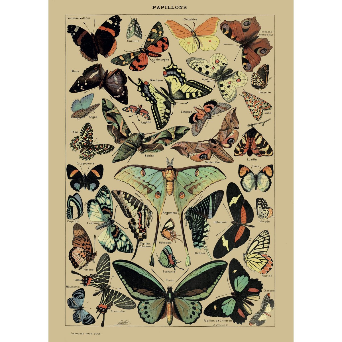 Plakat Vintage Motyle