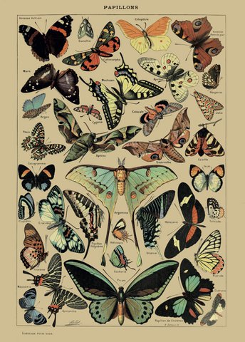 Poster Vintage Butterflies