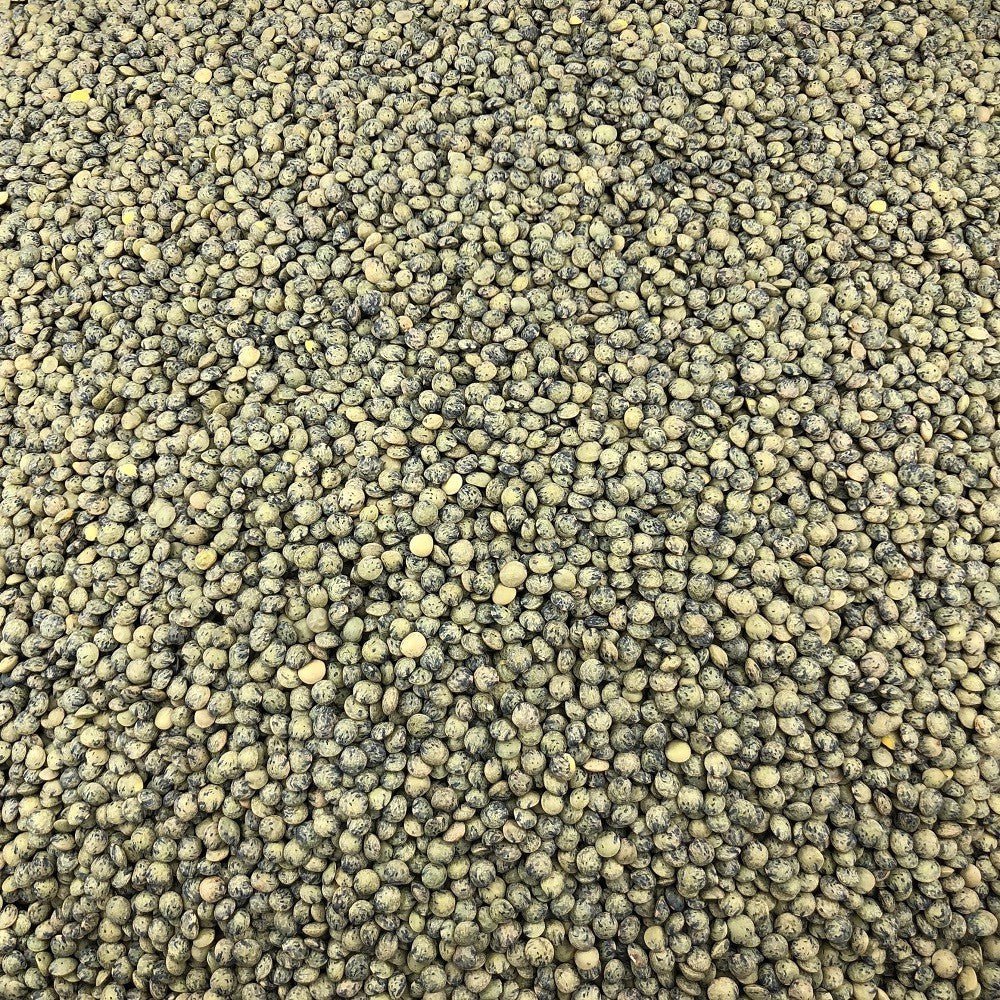 Organic Green Lentil in Bulk