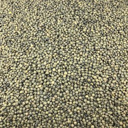 Organic Green Lentil in Bulk