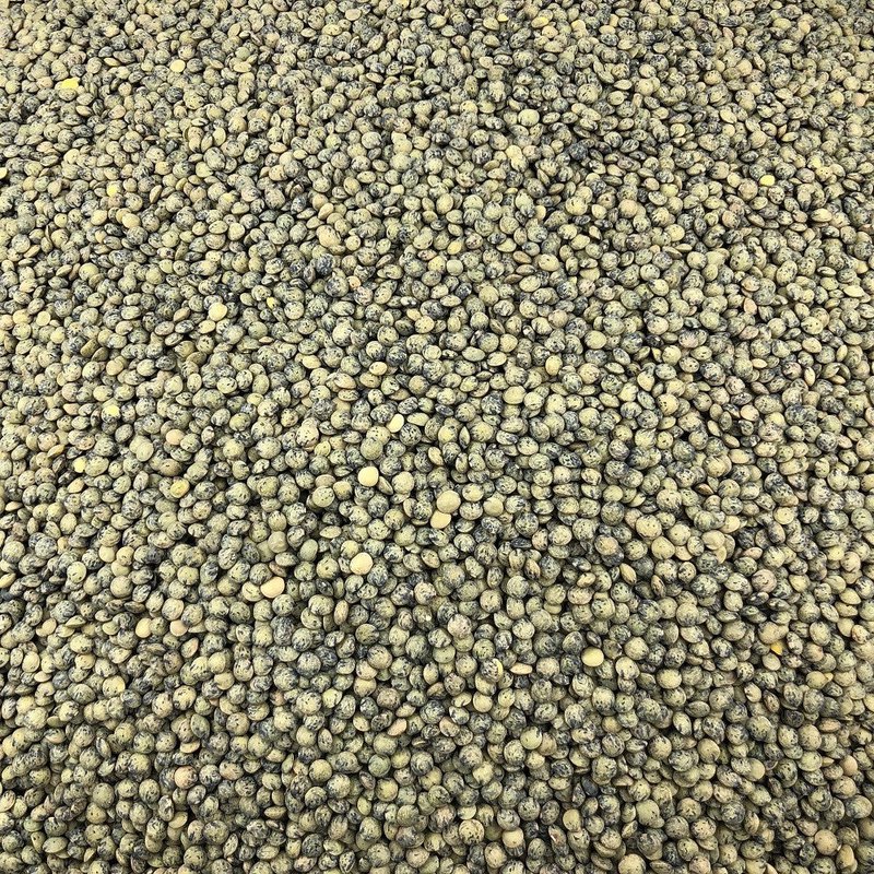 Organic Green Lentil in Bulk