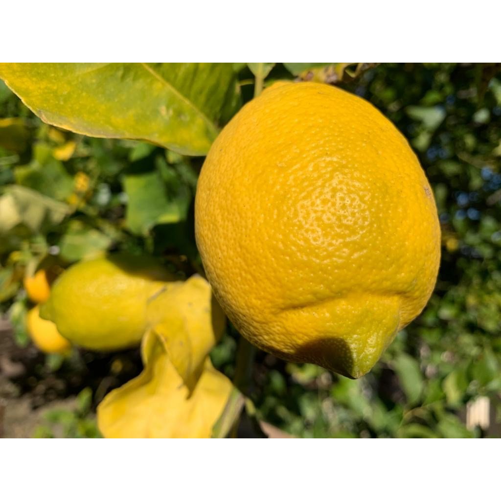 Citronsyltetøj ekstra | 220 gram