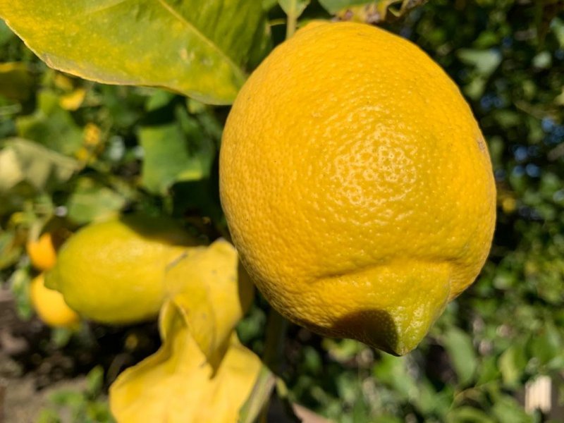 Citronsyltetøj ekstra | 220 gram