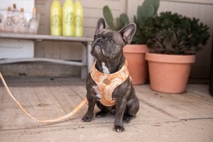 Velvy marble harness
