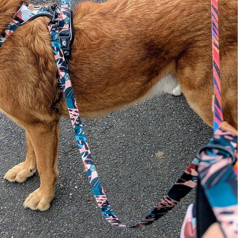 Savane dog leash